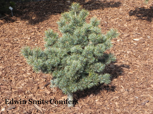 Pinus parviflora 'Boykos Broom'